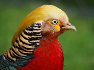 GoldenPheasant