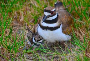 931224_10200122275604206_579030061_n