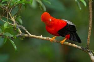 cock-of-the-rock-bird