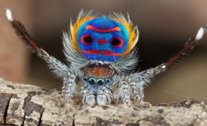 peacock-spider