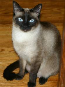 Siamese%20Cat