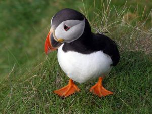 single-puffin_18377_990x742