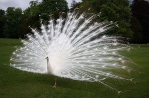 White_peacock_scone_palace
