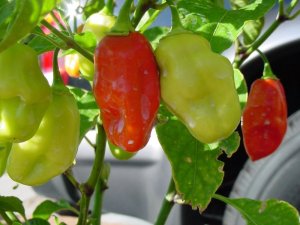 Habanero%20Plant%20800x600