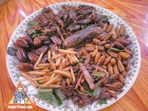 insect_plate_l