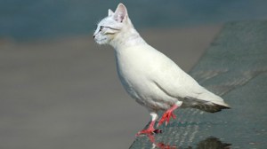 24-animal-manipulation-photo