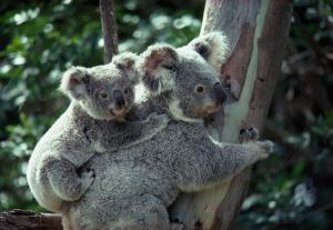 a-koala-bear-hugs-a-tree-national-geographic