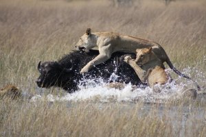 Lions_hunting_Africa