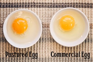 Pastured-versus-Commercial-Egg