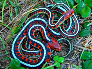 Redsided Garter Snake