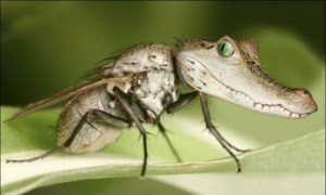 Weird-Animals-Manipulation-13