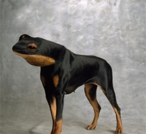 weird-animals-manipulation-25