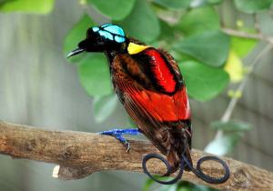 Wilson's_Bird_of_Paradise_Best
