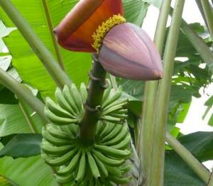 Banana flower