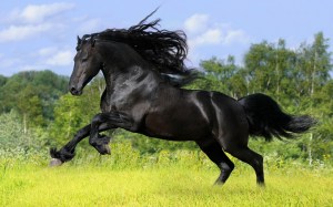 beautiful-horses-4
